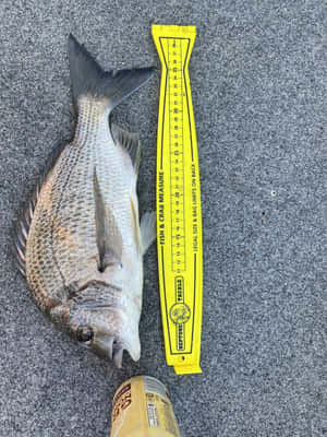 Bream Fish Measurement Wallpaper