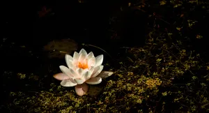 Breathtaking Aerial View Of A Lake Surrounded By Evergreen Forests Wallpaper