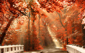 Breathtaking Autumn Scenery In The Forest Wallpaper