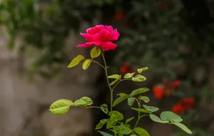 Breathtaking Beauty - Garden Fresh Rose In Full Bloom Wallpaper