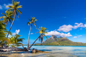 Breathtaking Bora Bora Beach Paradise Wallpaper