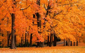 Breathtaking Fall Foliage In A Tranquil Forest Wallpaper