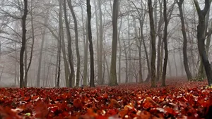 Breathtaking Fall Foliage Scenery Wallpaper