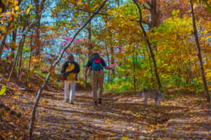 Breathtaking Fall Hike Through A Forest Wallpaper