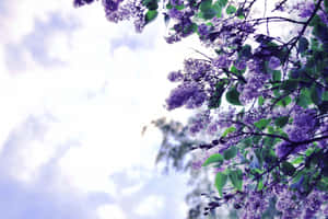 Breathtaking Lilac Tree In Full Bloom Wallpaper