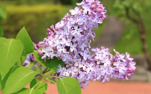 Breathtaking Pink Sunflower In Full Bloom Wallpaper