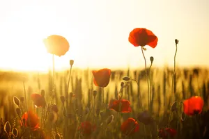Breathtaking Poppy Field During Golden Hour Wallpaper