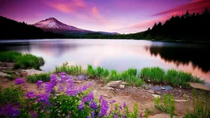 Breathtaking Purple Hues In Nature Wallpaper