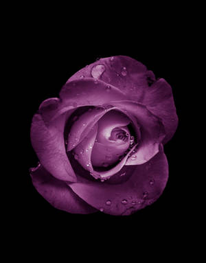 Breathtaking Shot Of A Rare Purple Rose Wallpaper