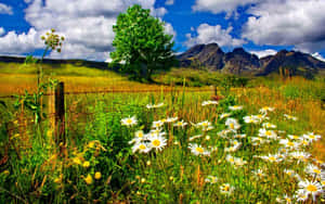 Breathtaking Spring Landscape With Cherry Blossoms Wallpaper