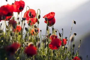 Breathtaking Spring Sunrise Wallpaper