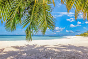 Breathtaking Sunset At The Summer Beach Wallpaper