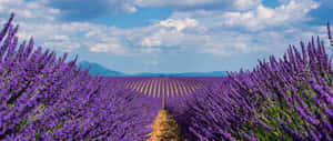 Breathtaking View Of Lavender Fields Wallpaper