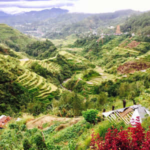 Breathtaking View Of The Historical Banaue Rice Terraces Wallpaper