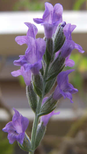 Breathtaking View Of The Rolling Hills Of Lavender Blue Wallpaper