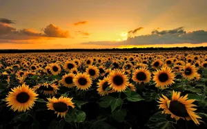 Breathtaking Yellow Sunset Over The Serene Landscape Wallpaper