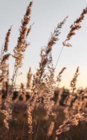 Breezy Coastline Surrounded By Lush Pampas Grass Landscape Wallpaper