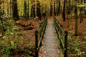 Bridge In Autumn Forest Desktop Wallpaper