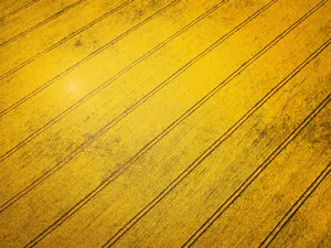 Brief History Of Rapeseed Wallpaper