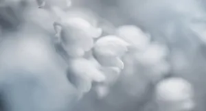 Bright And Beautiful Aurora Borealis Wallpaper