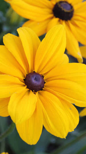 Bright And Beautiful Black-eyed Susan Wallpaper