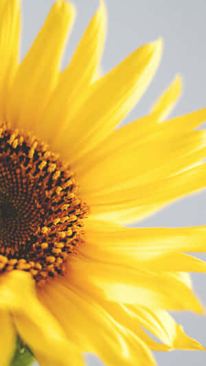 Bright And Beautiful Sunflower Against Sky Blue Background Wallpaper