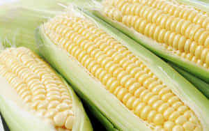 Bright And Beautiful Yellow Corn Wallpaper