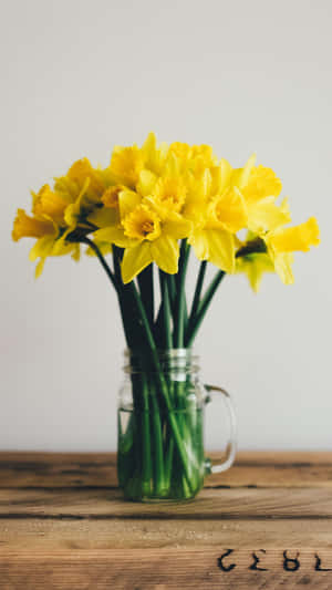 Bright And Beautiful Yellow Daffodils In Full Bloom Wallpaper