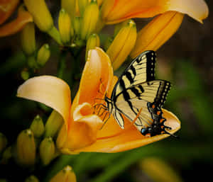 Bright And Colorful Butterfly Yellow Wallpaper