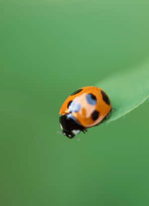 Bright And Colorful Ladybug Iphone Wallpaper