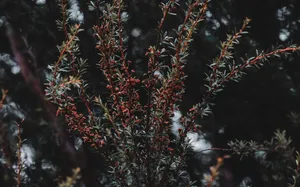 Bright And Colorful Plant Bush Wallpaper