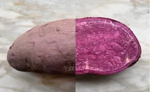 Bright And Colorful Purple Sweet Potato