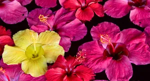 Bright And Colorful Underwater Scene Wallpaper