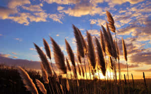 Bright And Vibrant Pampas Grass Blowing In The Wind Wallpaper