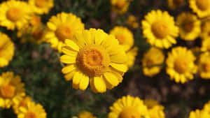 Bright And Vibrant Yellow Daisy Flower Wallpaper