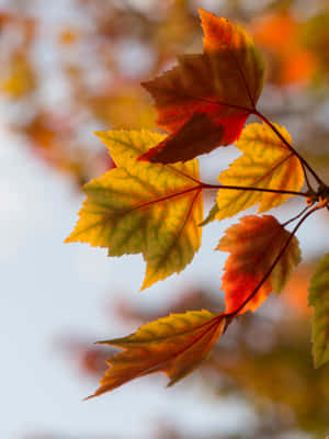 Bright Autumn Leaves For Your Phone! Wallpaper