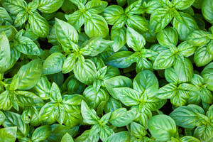 Bright Basil Herb Close Up Shot Wallpaper