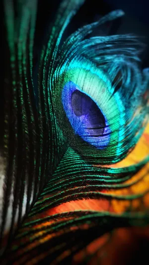 Bright Blue Mor Pankh Wallpaper