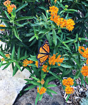 Bright Butterfly Weed Caught In The Summer Sunshine Wallpaper