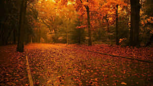 Bright Fall Colors Wallpaper