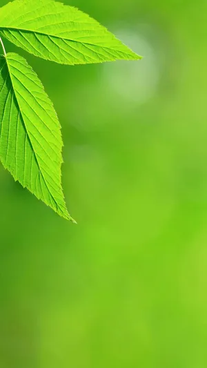 Bright Green Leaves Iphone Wallpaper