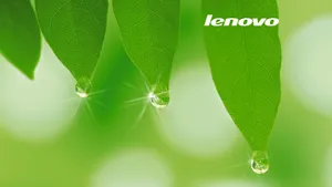 Bright Green Leaves Lenovo Official Wallpaper