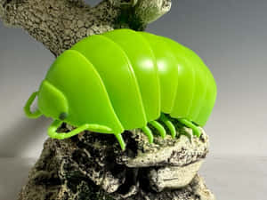 Bright Green Pillbug Modelon Tree Branch Wallpaper