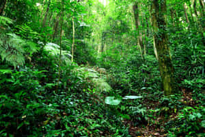 Bright Green Plants Of Jungle Desktop Wallpaper