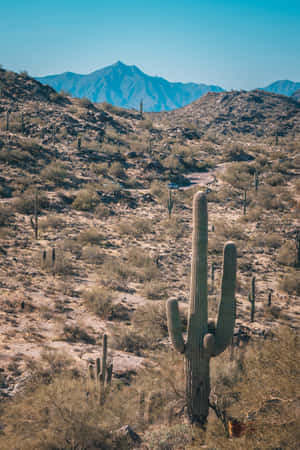 Bright Lights, Big City - Phoenix Arizona Wallpaper