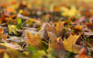 Bright Orange Autumn Leaf Against A Blue Sky Wallpaper