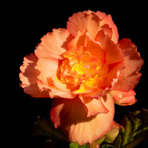 Bright Orange Carnation Wallpaper