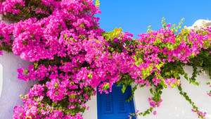 Bright Pink Bougainvillea Wallpaper