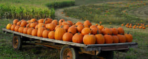 Bright Pumpkins Freshly Picked From The Pumpkin Patch Make For The Perfect Autumn Décor. Wallpaper