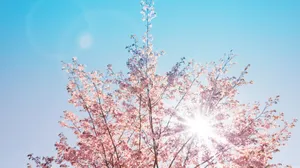 Bright Spring Sunshine In A Blooming Garden Wallpaper